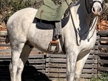 CABALLO PURA RAZA ESPAÑOLA