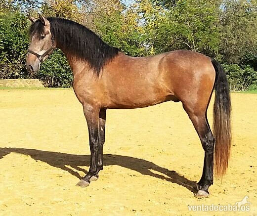 CABALLO 3 AÑOS Y MEDIO in 