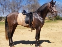 CABALLO 3 AÑOS Y MEDIO