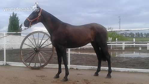 POTRA NEGRA P.R.E. in 