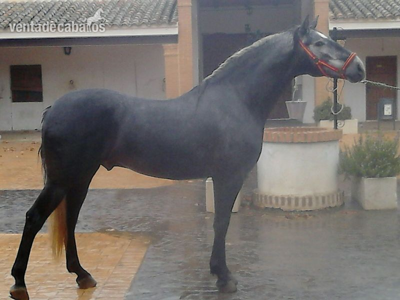 caballo pura raza español in 
