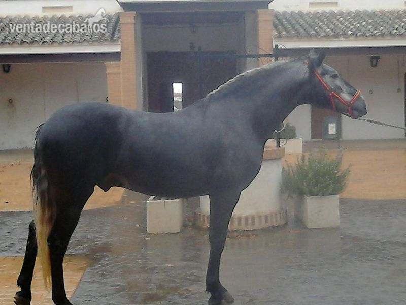 Caballo de Deporte Español (CDE)