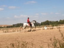 Caballos PRE en Ventas