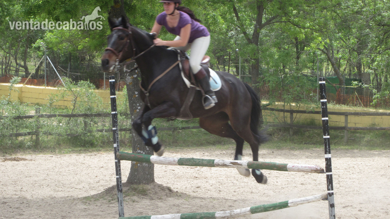 Yegua CDE Salto x Cria in 