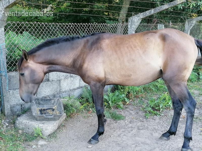 Caballos Pura Raza Española (P.R.E.) PRE - Vendo espectacular PRE  