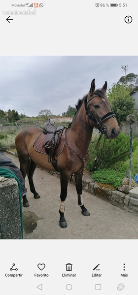 Vendo espectacular PRE   - Caballos Pura Raza Española (P.R.E.) PRE