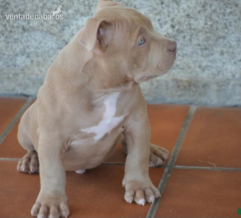 Cachorros American Bully  in 