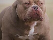 Cachorros American Bully 