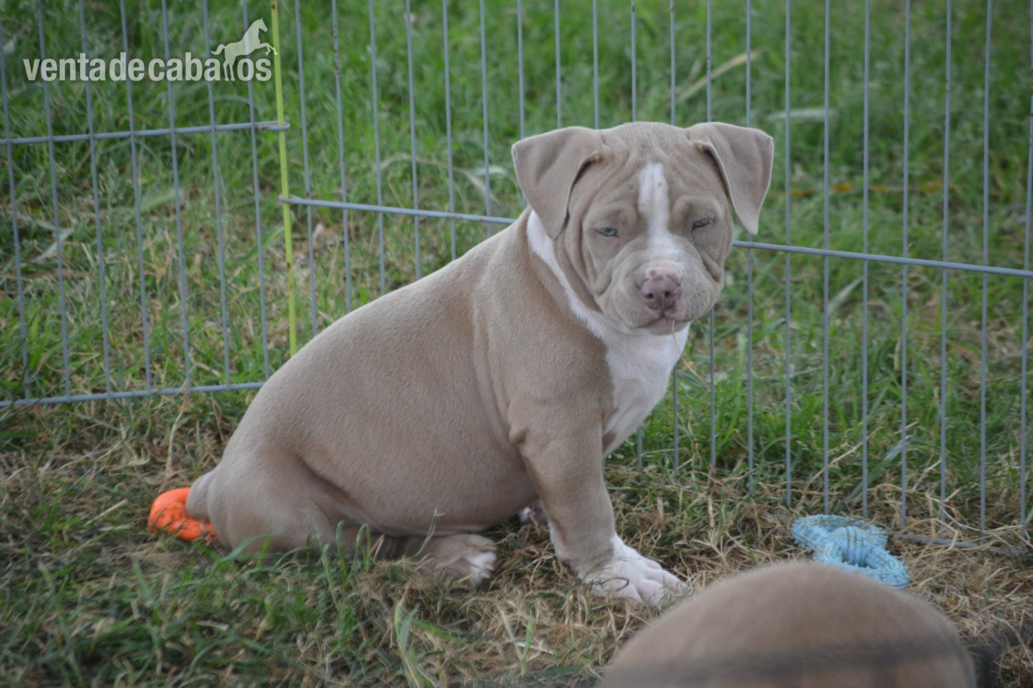 Cachorros American Bully 