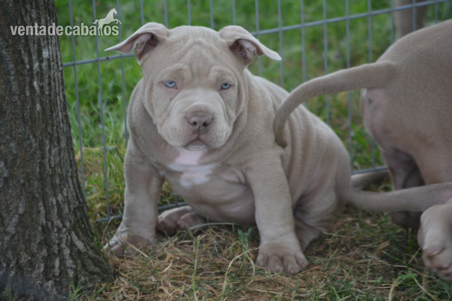  Cachorros American Bully 