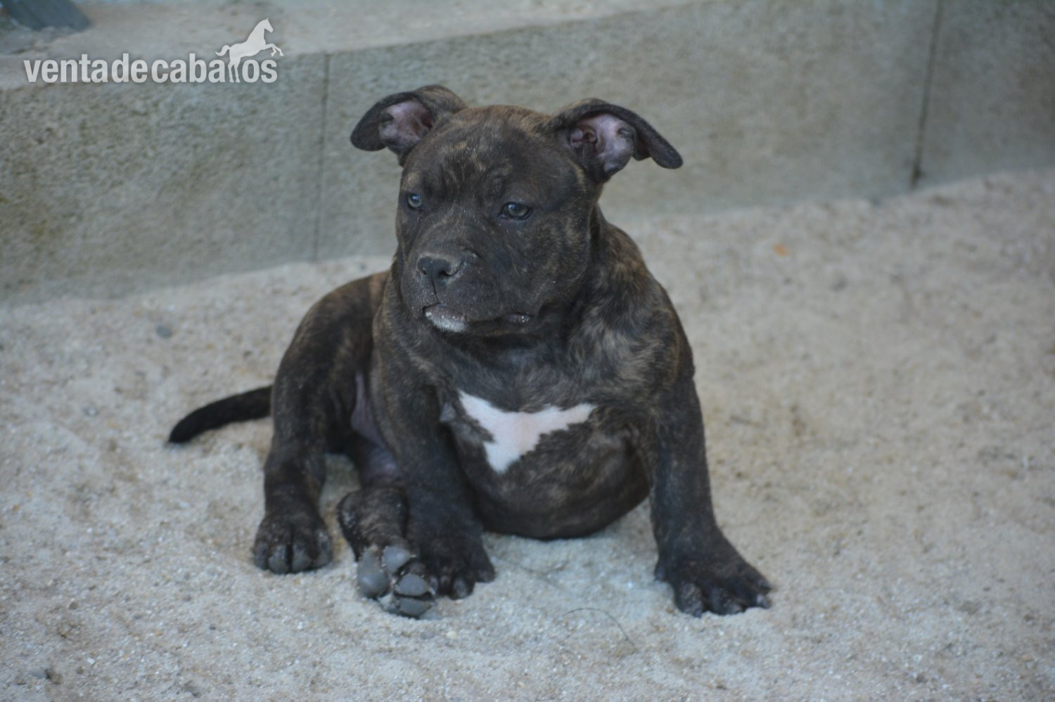 Cachorros American Bully  - Mascotas in 