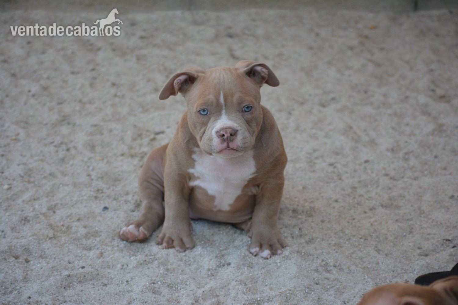 Cachorros American Bully  - Mascotas