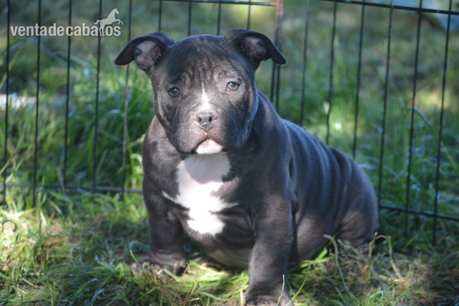 Cachorros American Bully  
