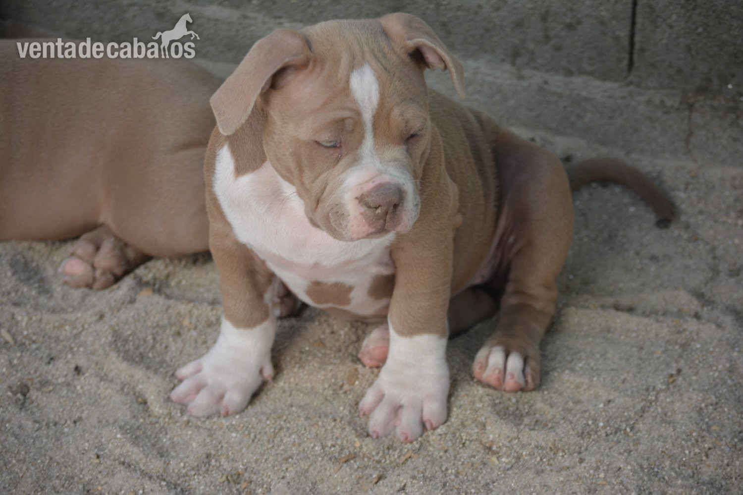 Mascotas - Cachorros American Bully  in 