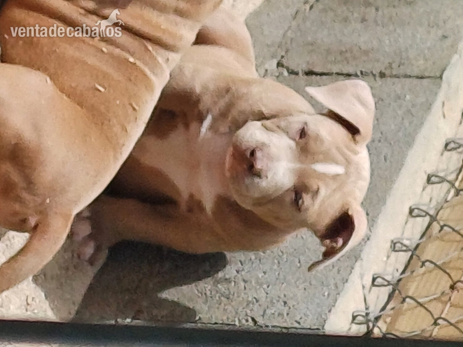 Mascotas - Cachorros American Bully 