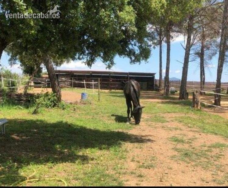 Casa con instalaciones Hípicas y código Rega 5 caballos en Cànoves