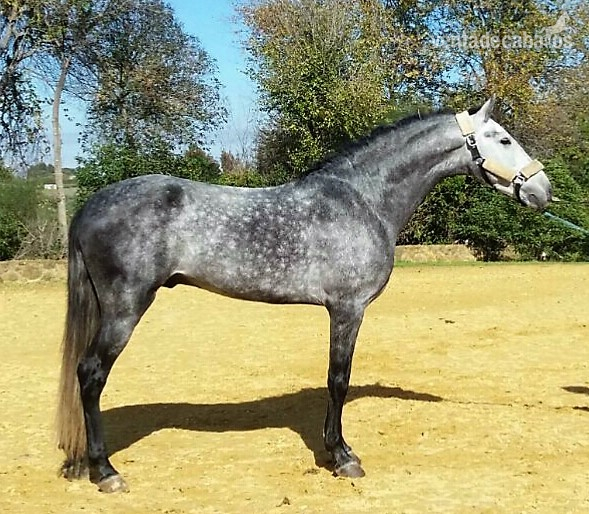 CABALLO TORDO RODADO DOMA CLÁSICA in 