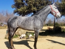 CABALLO TORDO RODADO DOMA CLÁSICA