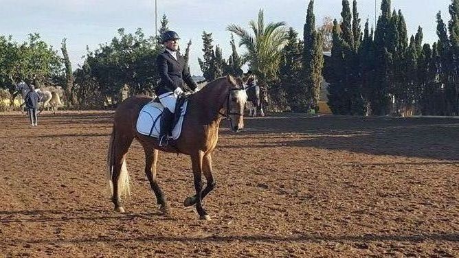 Caballo de Deporte Español (CDE)