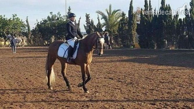 Caballo de Deporte Español (CDE)