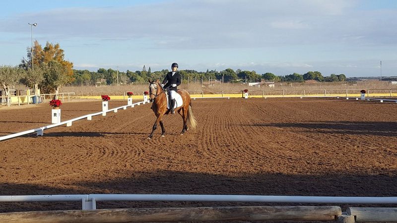 Caballo de Deporte Español (CDE) {TYPE}