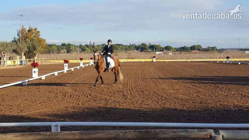 Caballo de Deporte Español (CDE) {TYPE}