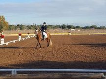 Caballo de excelente caracter