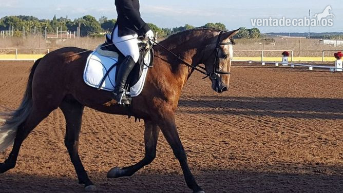 Caballo de excelente caracter in 