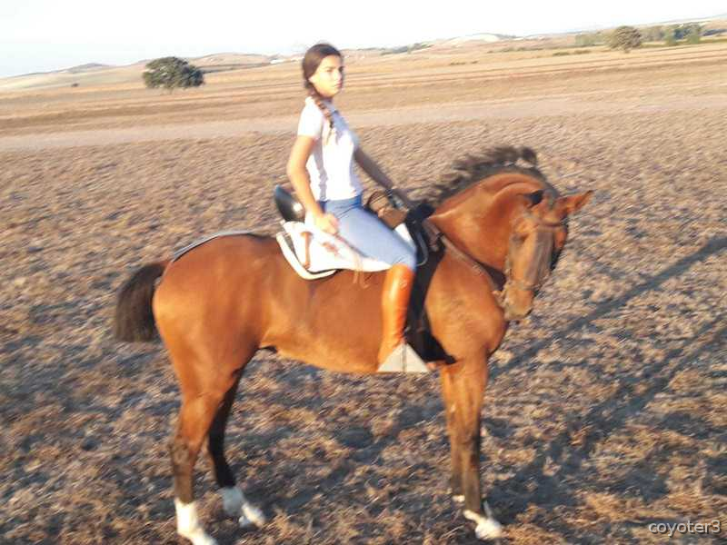 Se vende yegua o cambio in 