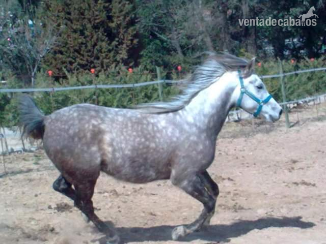 Se vende pura raza arabe in 