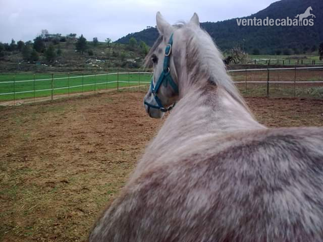 Caballos Árabes Pura raza árabe  - Se vende pura raza arabe