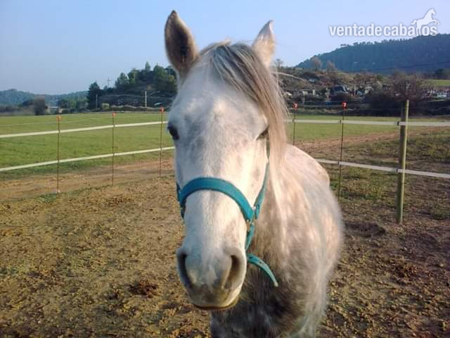Se vende pura raza arabe - Caballos Árabes Pura raza árabe 