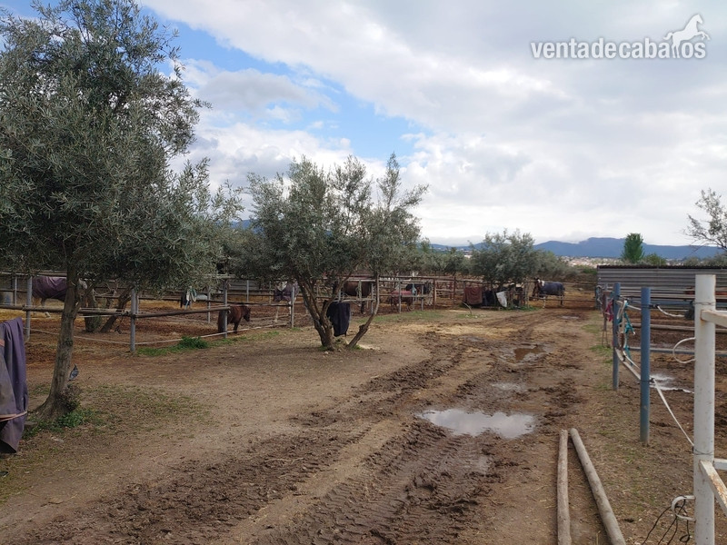 Hípicas y establos en venta - Finca hípica Granada
