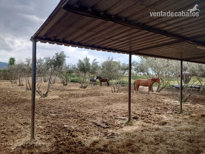 Finca hípica Granada - Hípicas y establos en venta in Granada