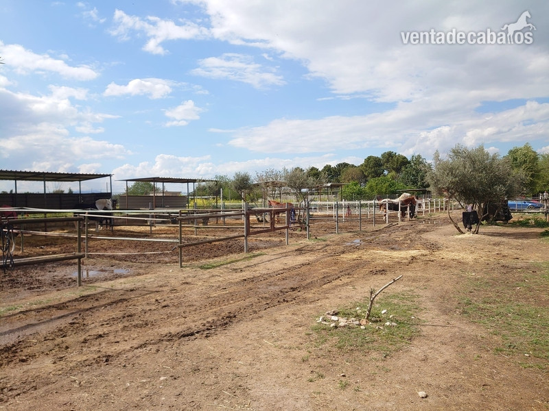Finca hípica Granada - Hípicas y establos en venta