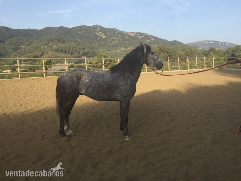 Yegua magnifica de cría  in 
