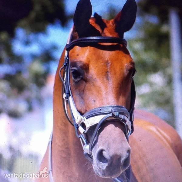 Caballo de Deporte Español (CDE)
