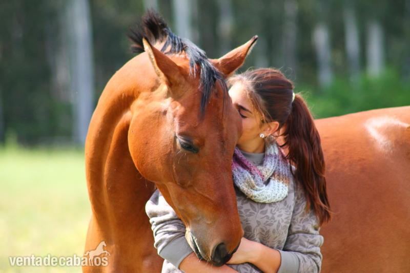 Caballo de Deporte Español (CDE) {TYPE}