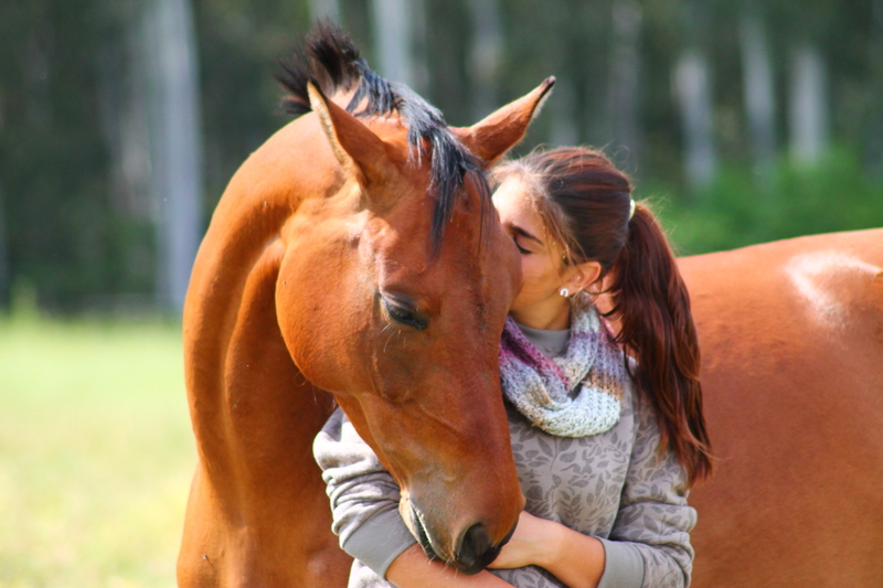 Caballo de Deporte Español (CDE) {TYPE}