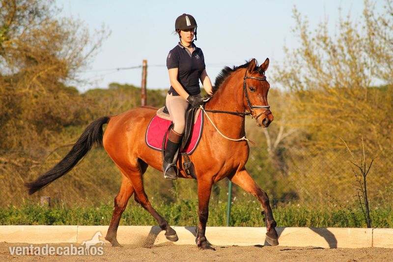 Yeguas Caballo de Deporte Español (CDE) - Yegua alemana 7 años, muy deportiva
