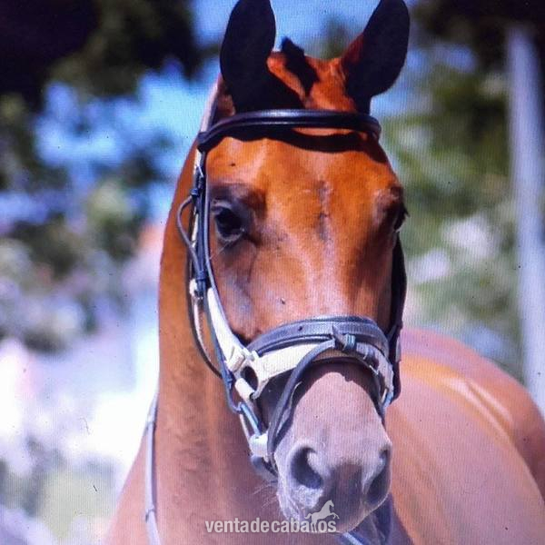 Caballo de Deporte Español (CDE)