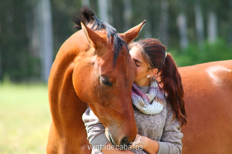 Caballo de Deporte Español (CDE) {TYPE}