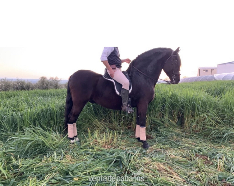 En venta caballo PRE BARROCO in 