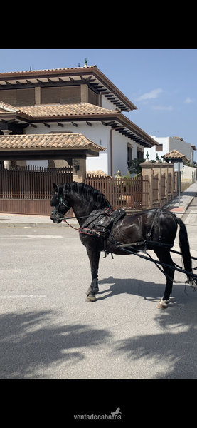 Caballos Pura Raza Española (P.R.E.) PRE - En venta caballo PRE BARROCO