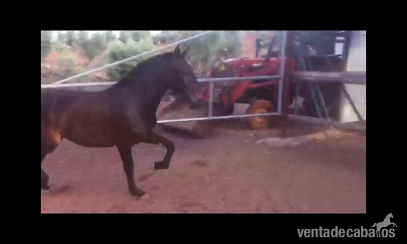venta potra pre in 