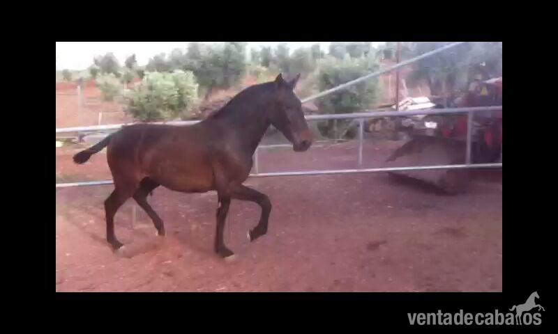 Pura Raza Española