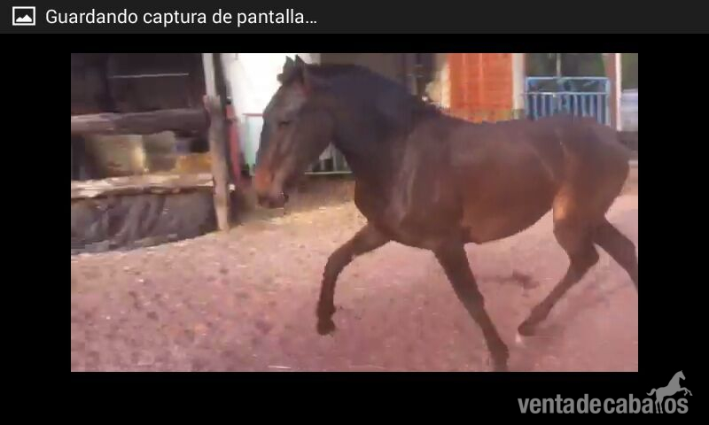 Pura Raza Española {TYPE}