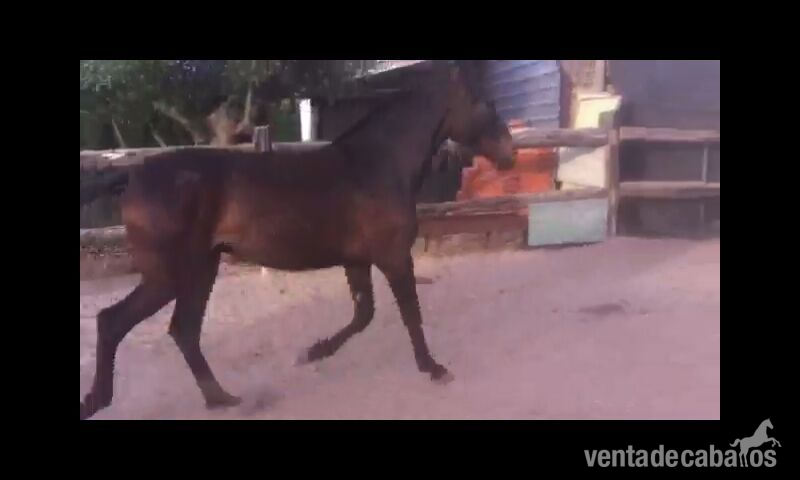Caballos Pura Raza Española (P.R.E.) Pura Raza Española - venta potra pre