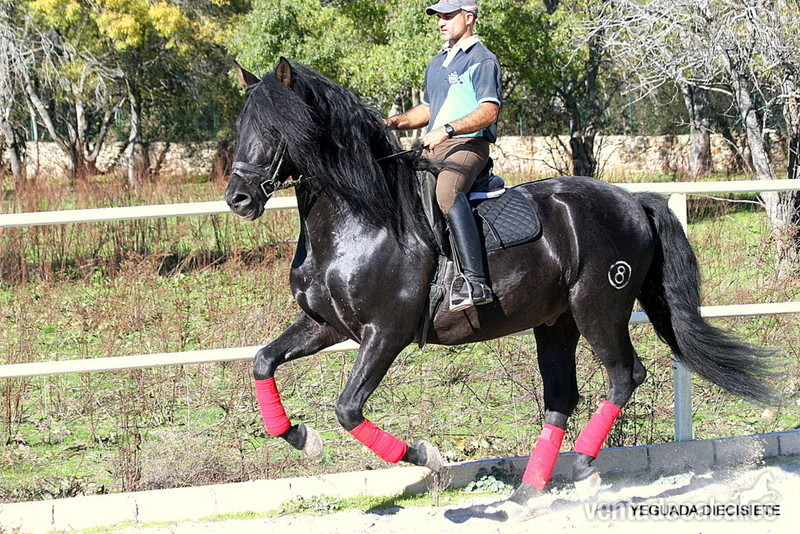 C A B A L L O N E G R O - Caballos Pura Raza Española (P.R.E.) in 
