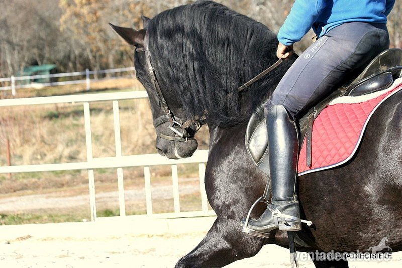 C A B A L L O N E G R O - Caballos Pura Raza Española (P.R.E.)